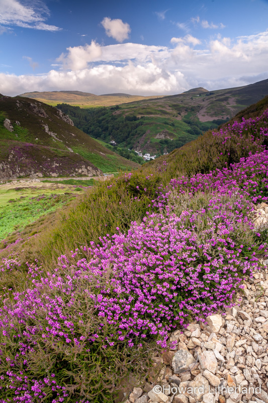 Purple heather at Sychnant Pass, North Wales