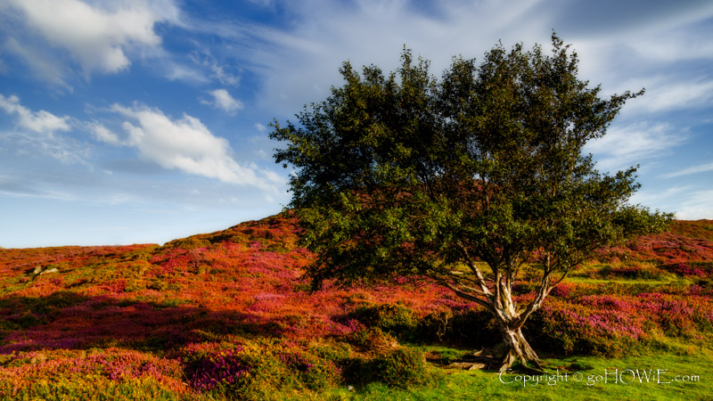 Weatherbeaten tree on a heather covered hillside at Sychnant Pass on the North Wales coast