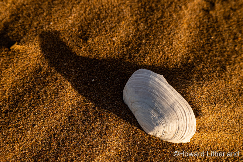Shell and ripples in the sand at Talacre on the North Wales coast