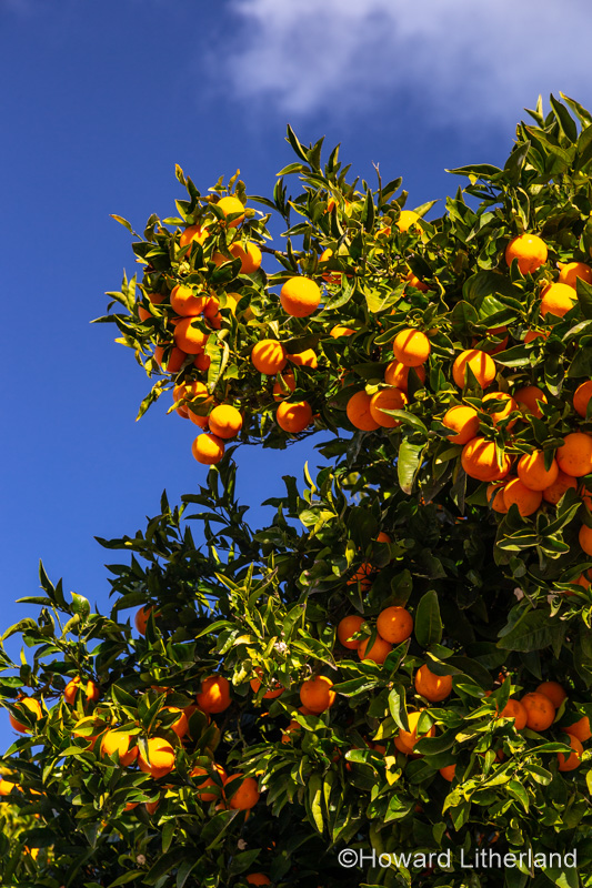Orange tree at Santiago del Teide, Tenerife, Canary Islands