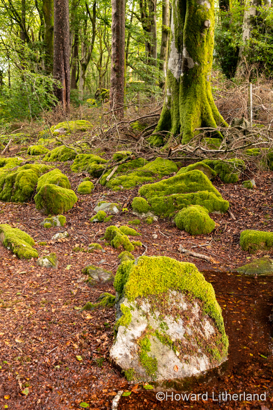 Forest by Llyn Trawsfynydd, Wales