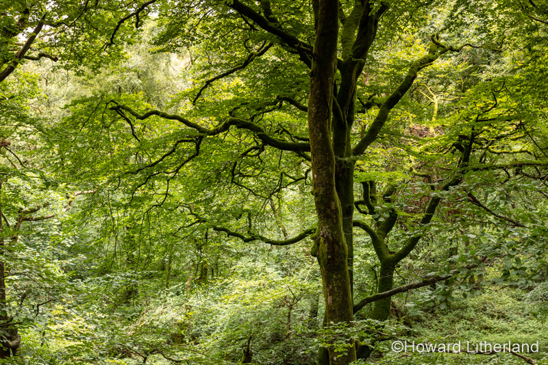 Forest by Llyn Trawsfynydd, Wales