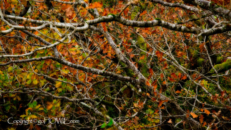 Tree in autumn, Derwent Water, Lake District