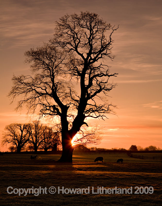Tree, Errdig Park, North Wales
