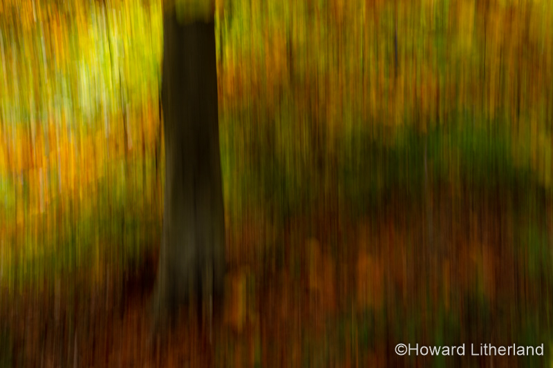 Autumn woodland with motion blur, Wepre Park, North Wales
