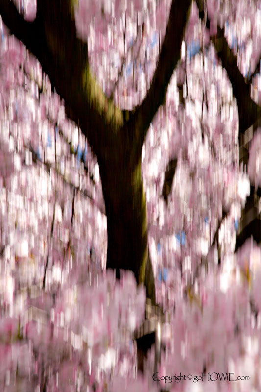 Cherry tree in blossom with motion blur