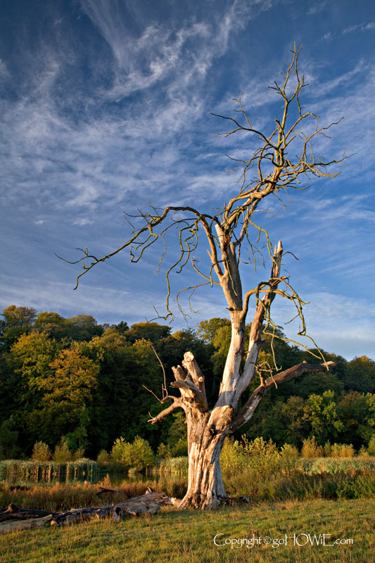Dead tree, Errdig Park, North Wales