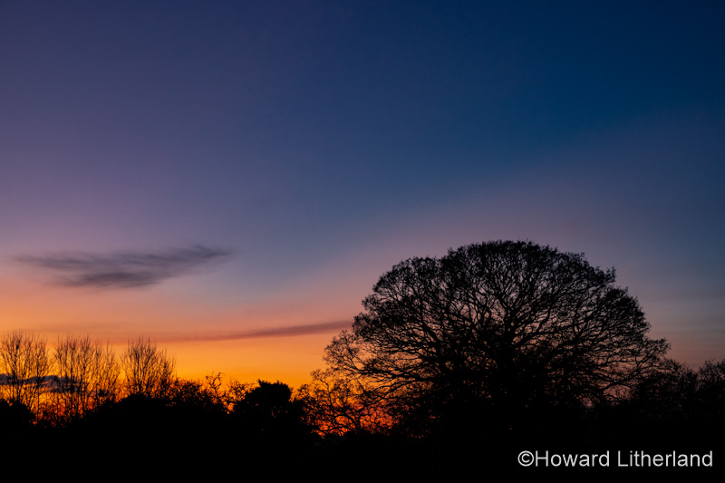 Oak tree in silhouette at dusk