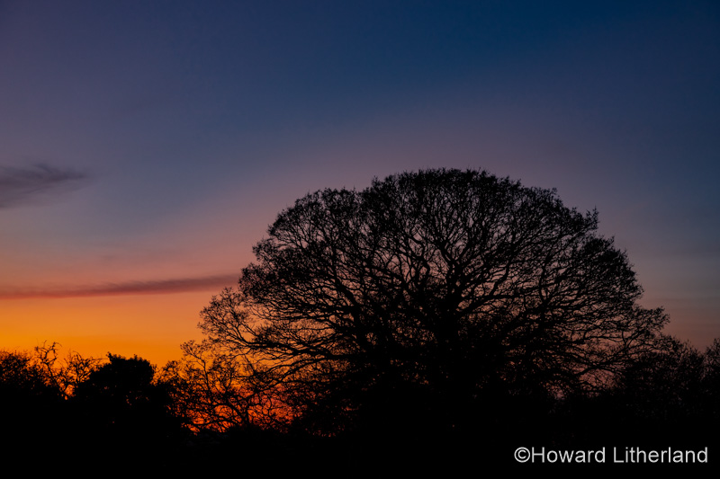 Oak tree in silhouette at dusk