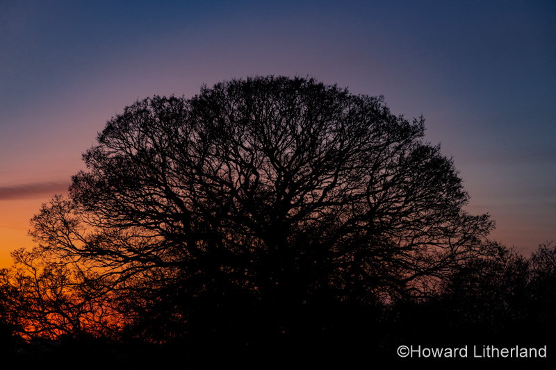 Oak tree in silhouette at dusk