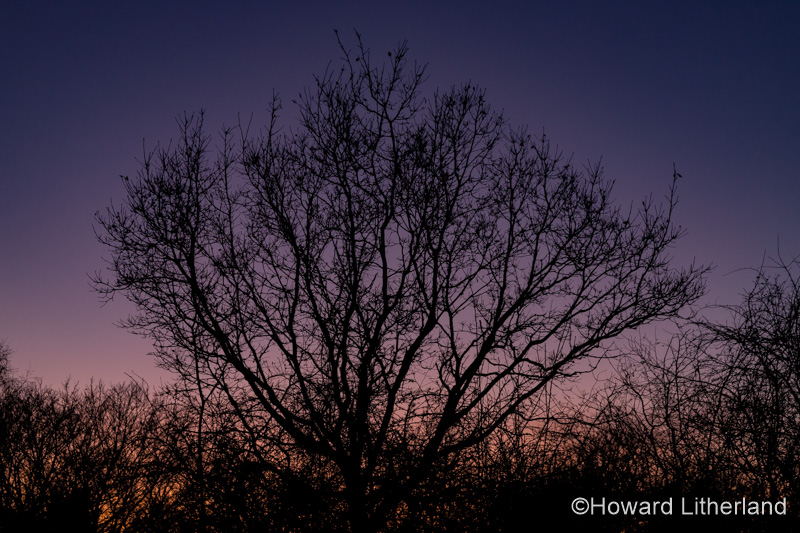Tree in silhouette against a colourful twilight sky