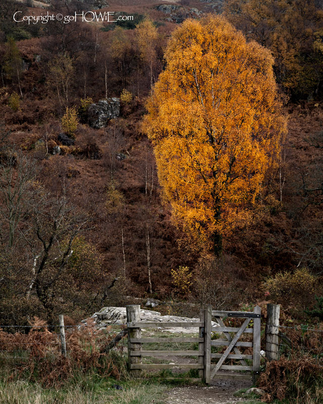 Tree and gate, Derwent Water, Lake District