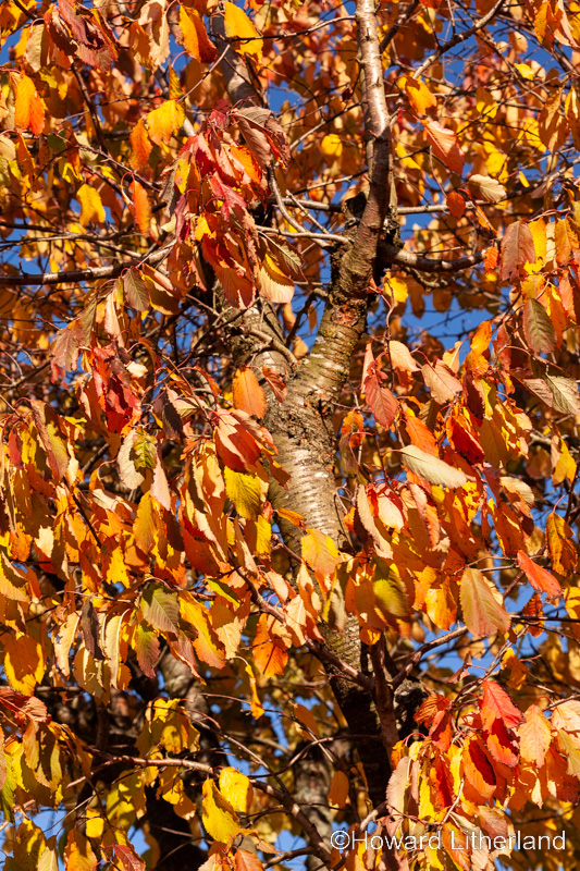 Trees in colourful autumnal foliage