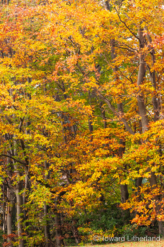 Trees in colourful autumnal foliage