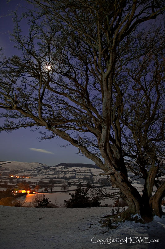 Tree in snow, Loggerheads, North Wales