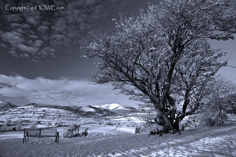 Tree in snow, Loggerheads, North Wales