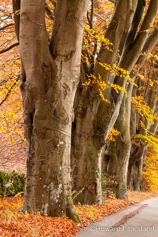 Tree trunks in autumnal colours