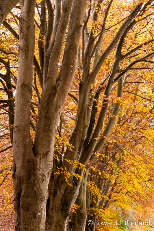 Tree trunks in autumnal colours