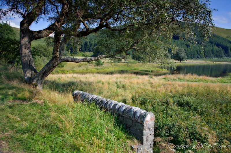 Tree and wall at Megget reservoir, Dumfries and Galloway, Scotland