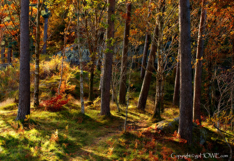 Autumn trees, Thirlemere, Lake District