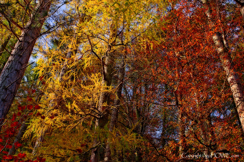 Autumn trees, Thirlemere, Lake District