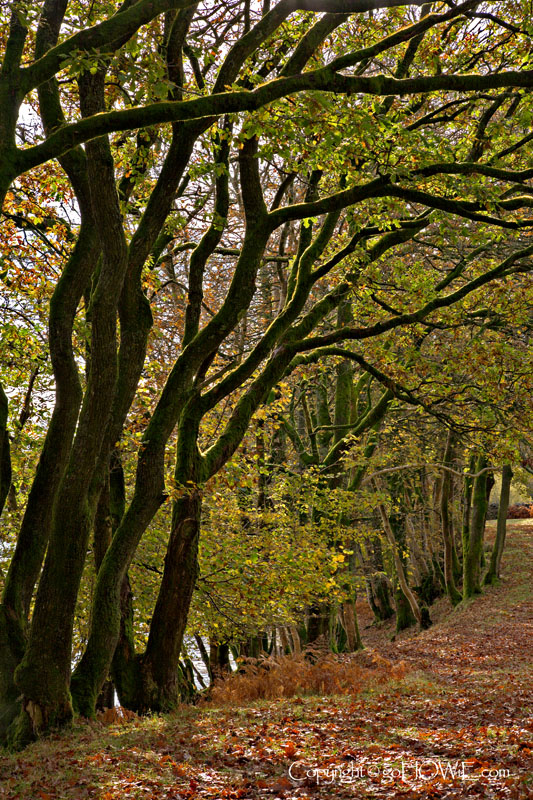 Autumn trees, Thirlemere, Lake District