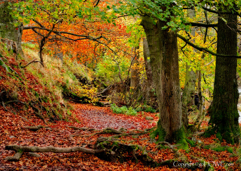Autumn trees, Ullswater, Lake District