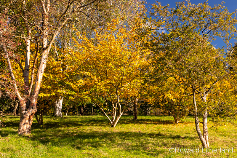 Sunlit trees with autumn colours