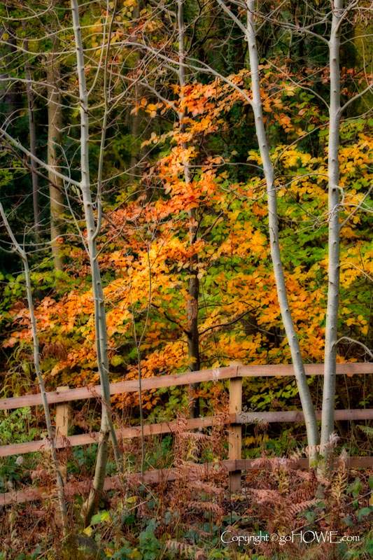 Trees and fence, Loggerheads, North Wales