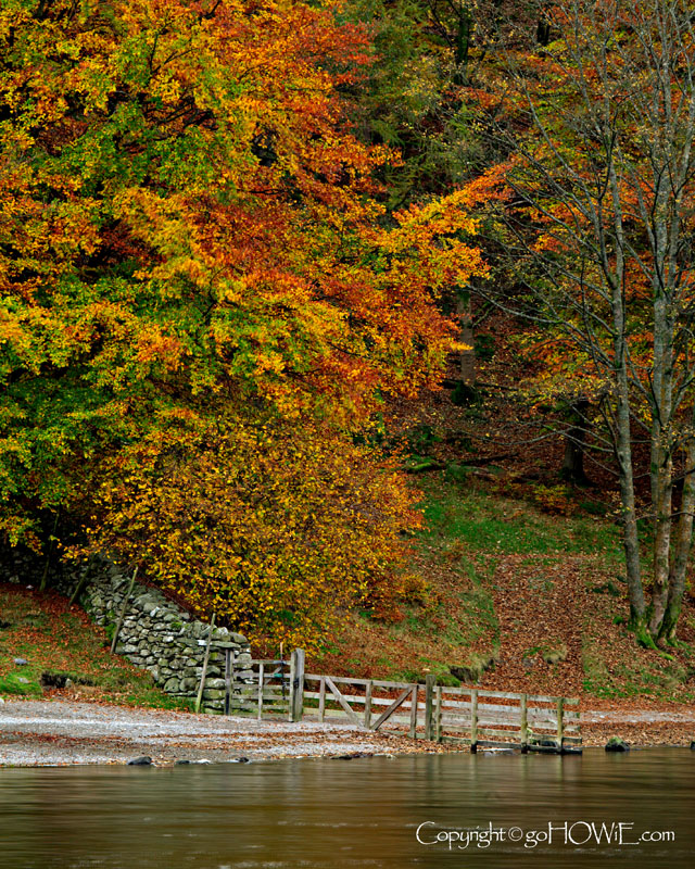 Trees in autumn, Derwent Water, Lake District