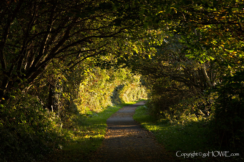 Sunlit tunnel of trees surrounding a footpath by the side of the Menai Straits, Caernarfon, North Wales