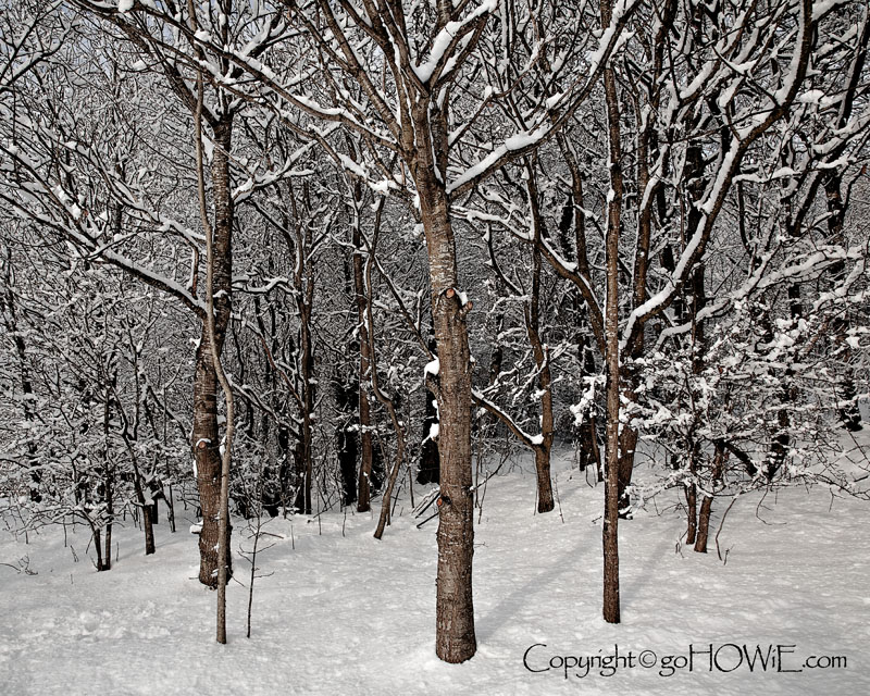 Trees in snow, Loggerheads, North Wales