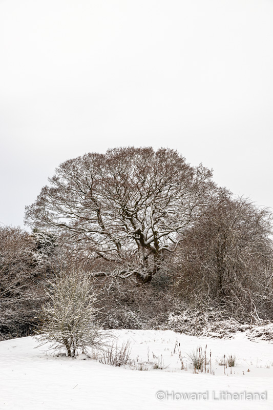 Trees in winter snow, North Wales