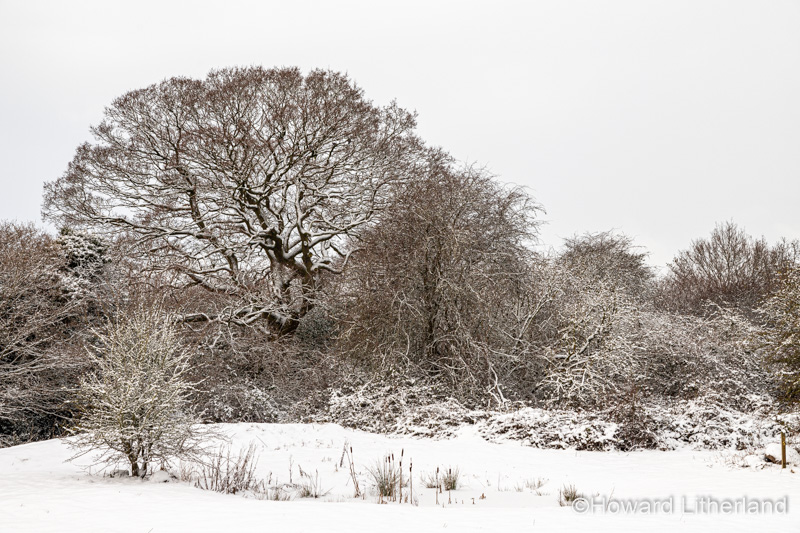 Trees in winter snow, North Wales