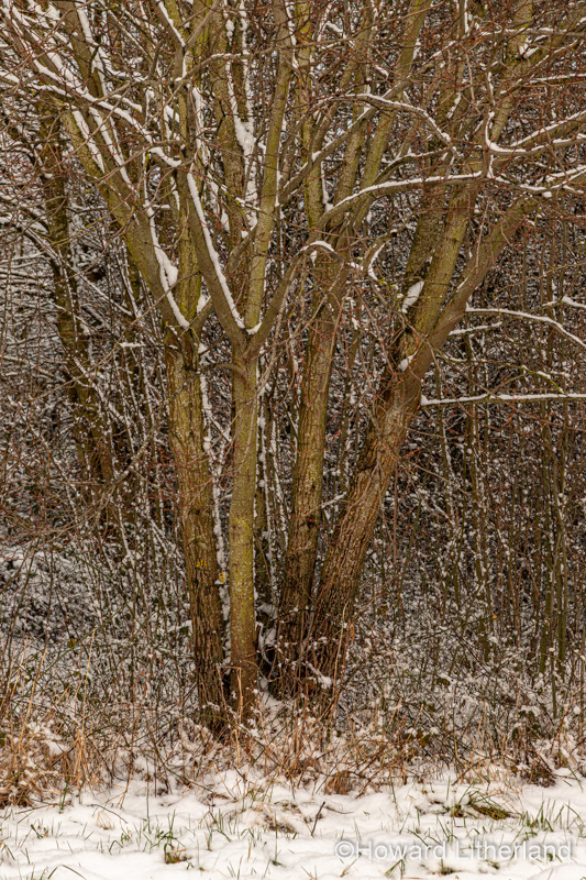 Trees in winter snow, North Wales