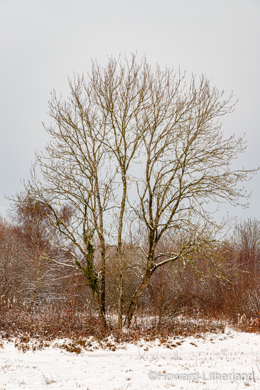 Trees in winter snow, North Wales