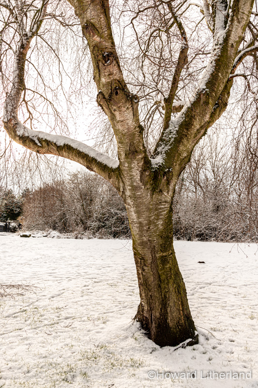 Trees in winter snow, North Wales