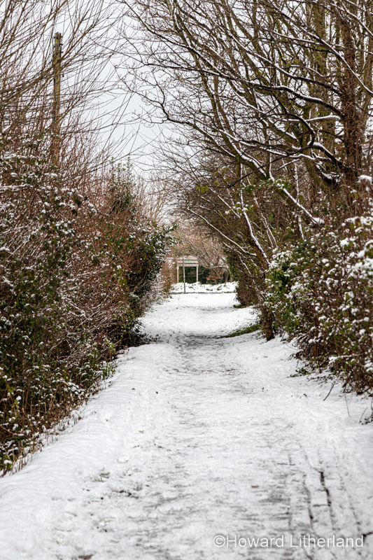 Trees in winter snow, North Wales