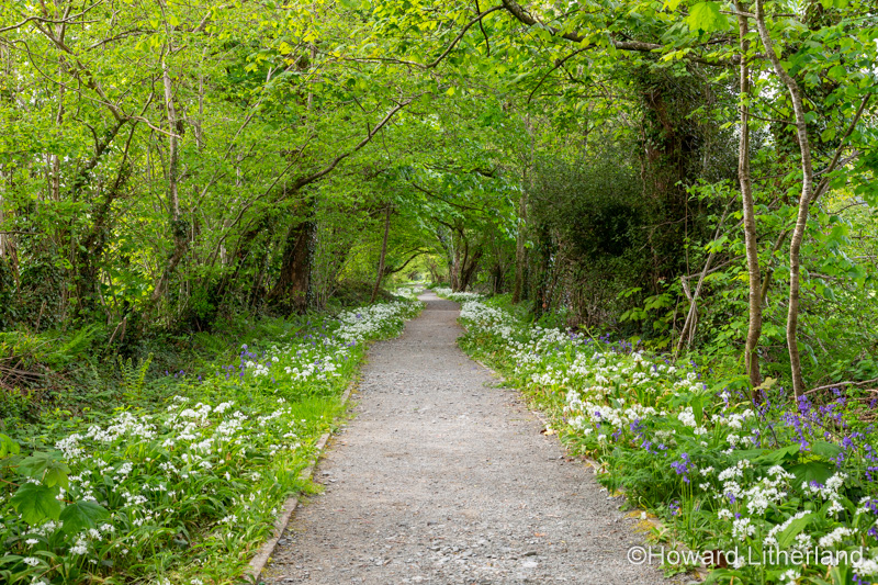 Tree lined path with wildflowers at Trefriw, North Wales