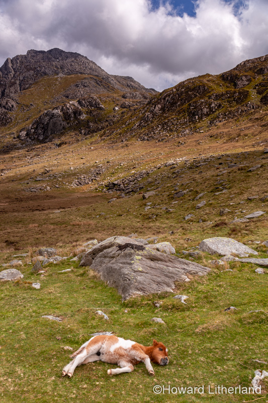 Wild pony foal and Tryfan mountain, Snowdonia, North Wales