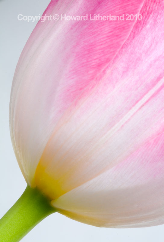 pink tulip