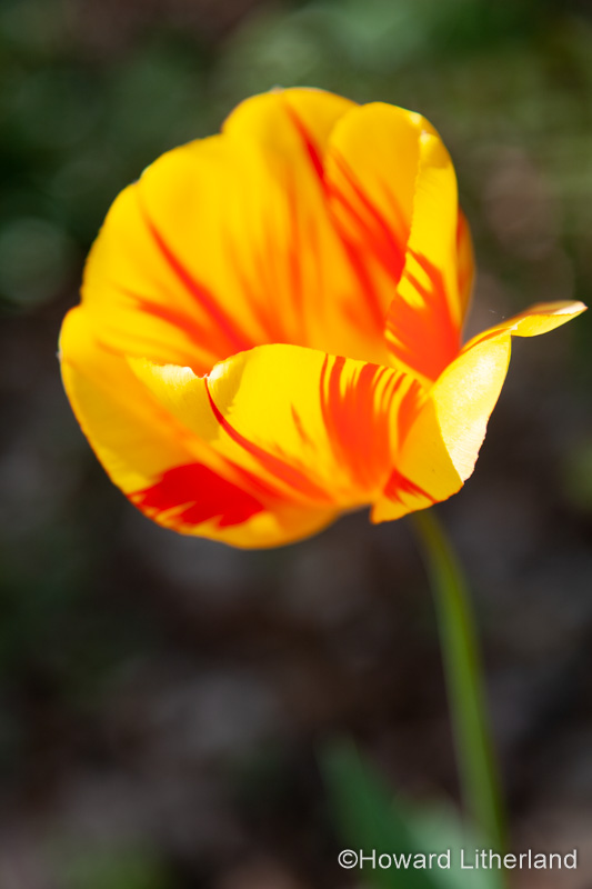 Tulip with red and yellow variegated petals