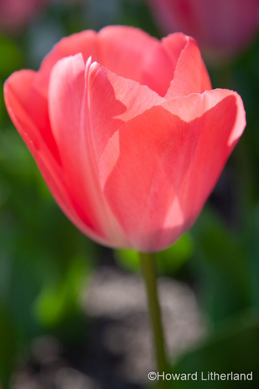Pink tulip in spring