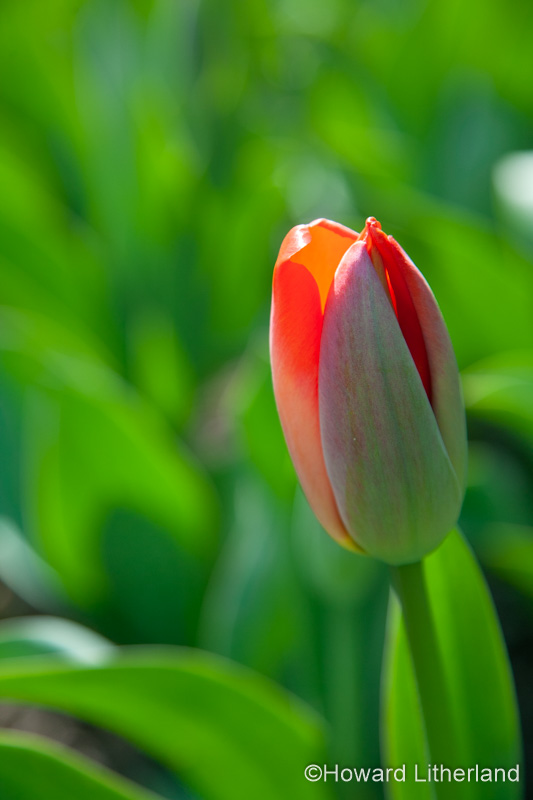 Tulip with closed orange petals