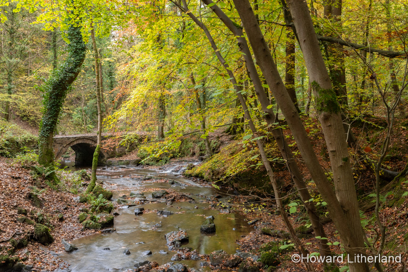 Wepre Park stream in autumn, North Wales