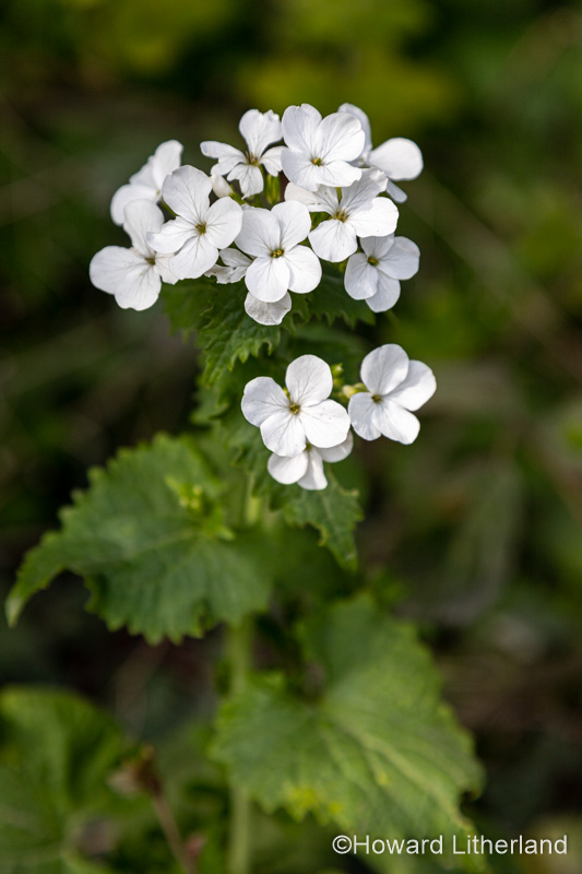White four petal hedgerow wildflower, North Wales