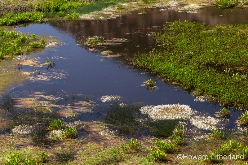 Small lake at Ynys-Y-Fydlyn, Anglesey on the North Wales coast